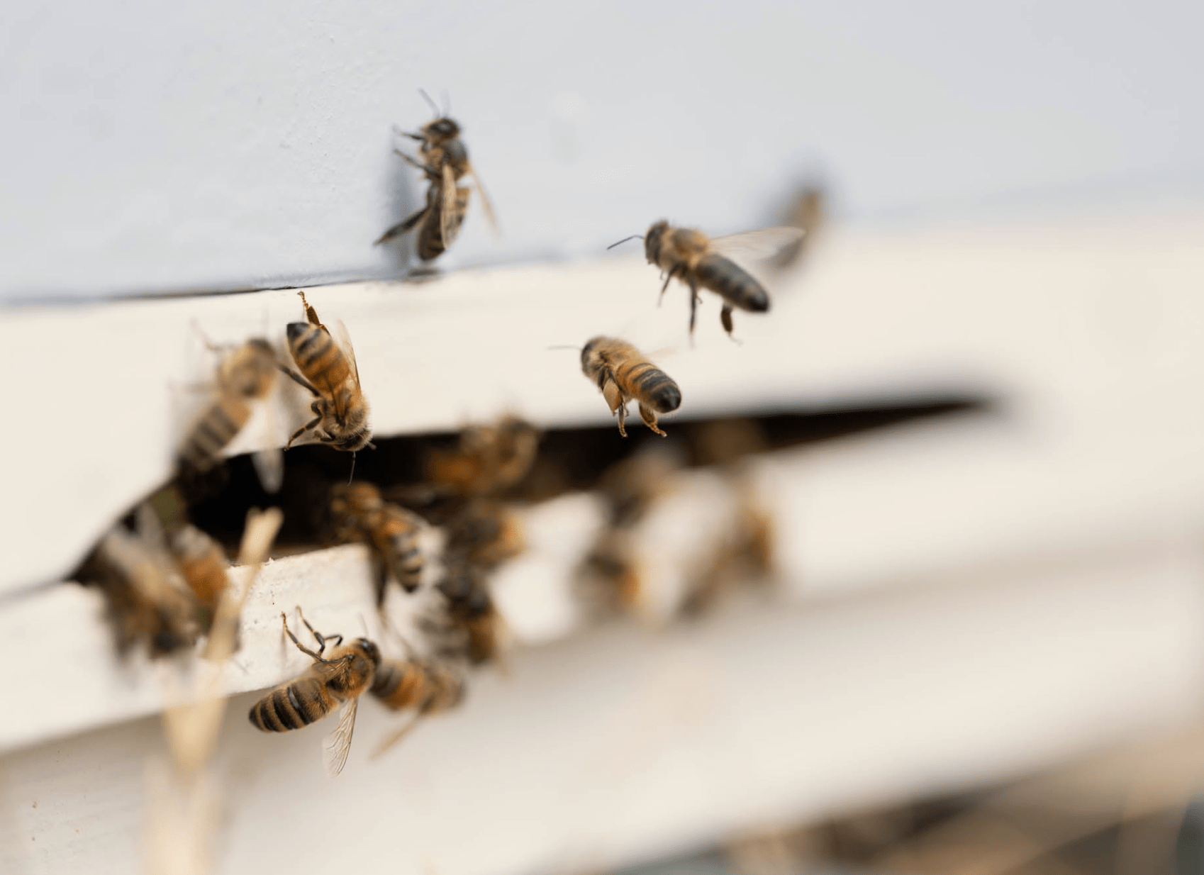 bees