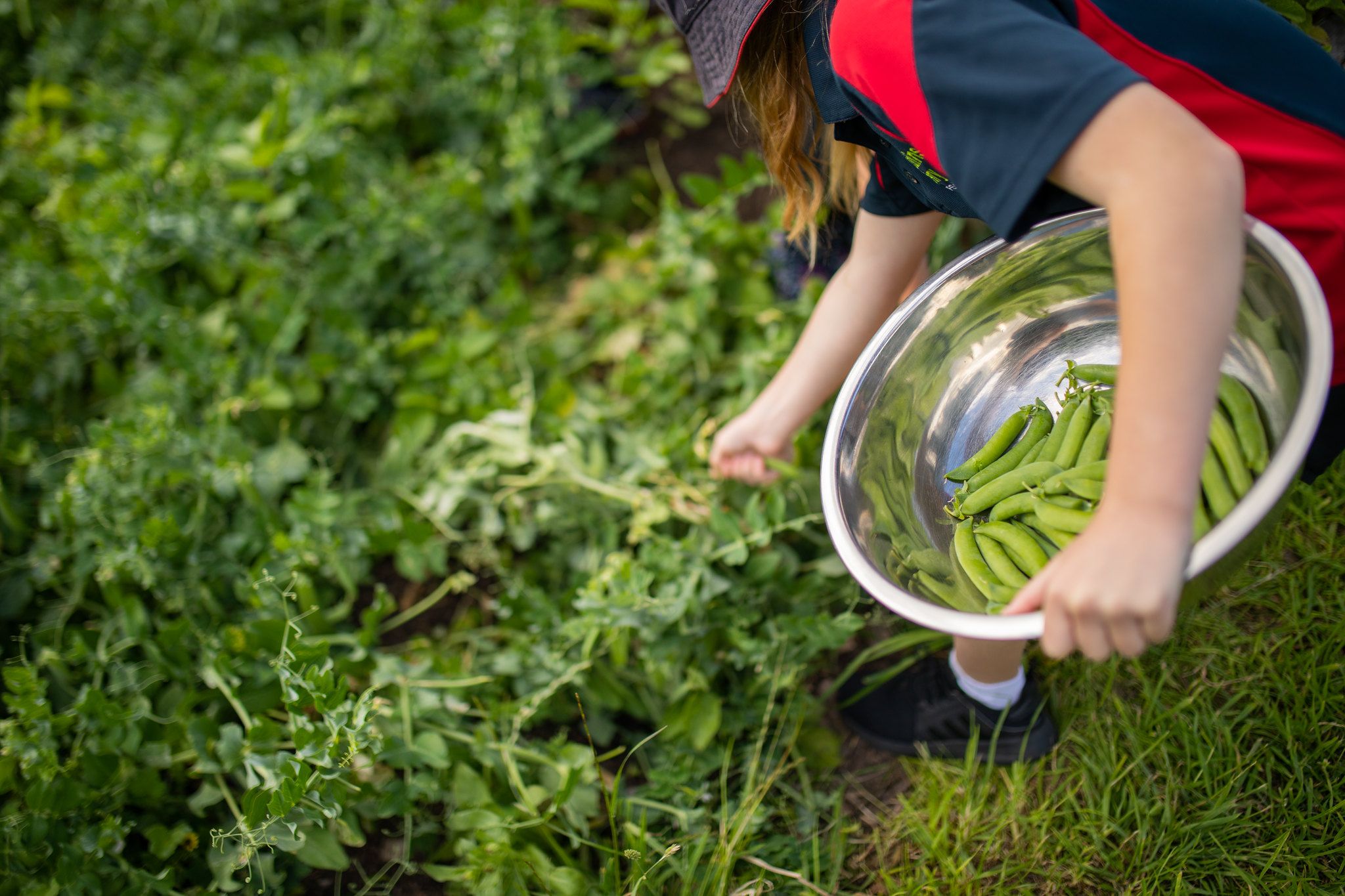 bowl of harvested peas